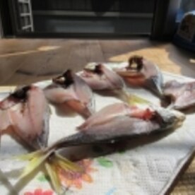 ベランダで超簡単 自家製鯵の干物 レシピ 作り方 By keikana 楽天レシピ ベランダで超簡単 自家製鯵の干物 レシピ 作り方 By keikana 楽天レシピ